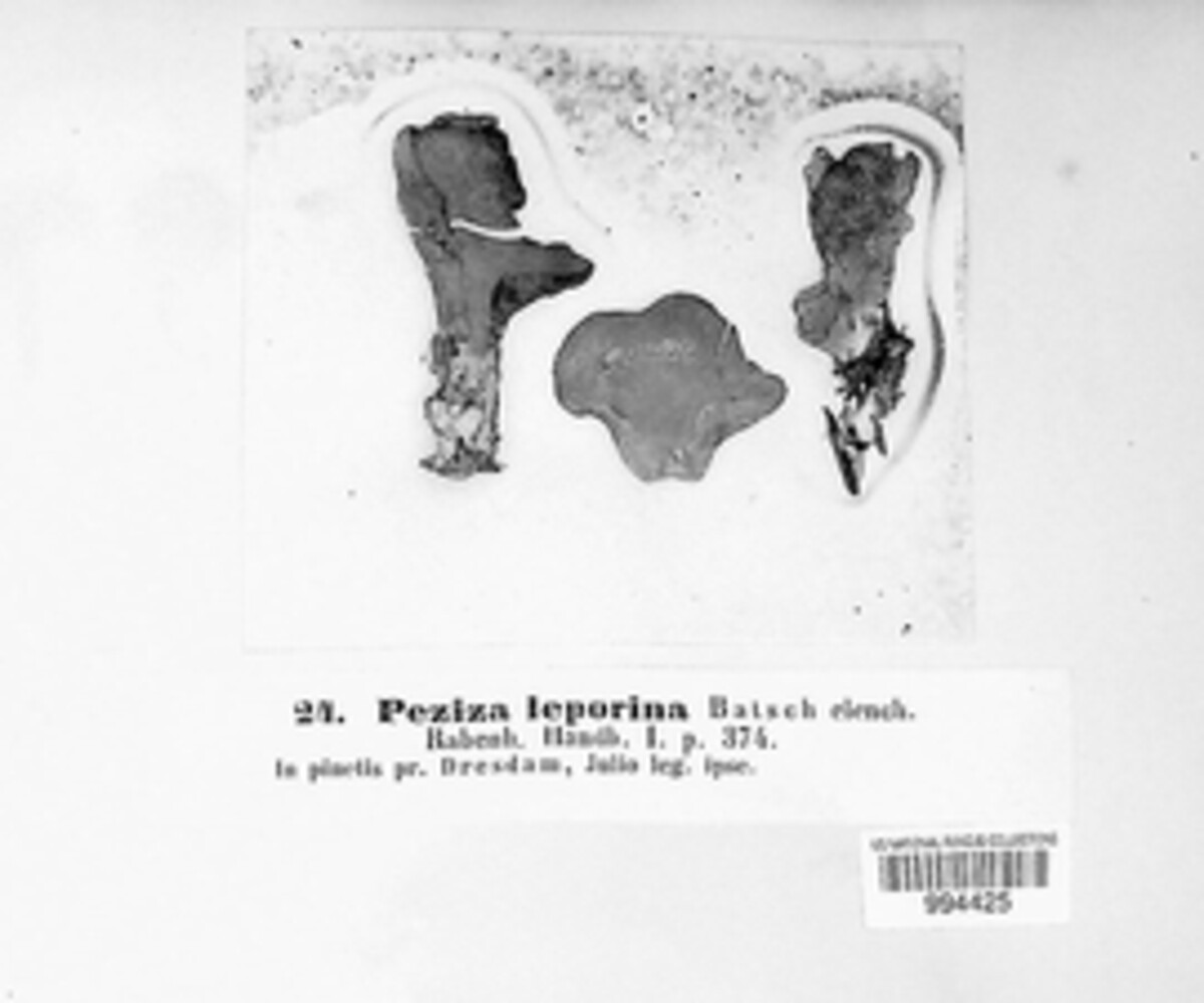 Otidea leporina image